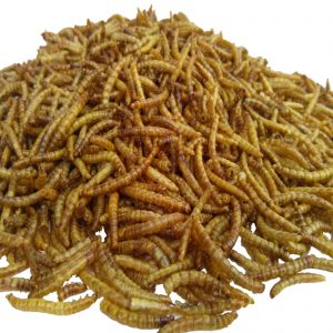 Mealworms