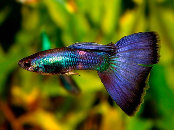 Guppy / Betta / Fry / Baby Fish Archives - Blackworms.com